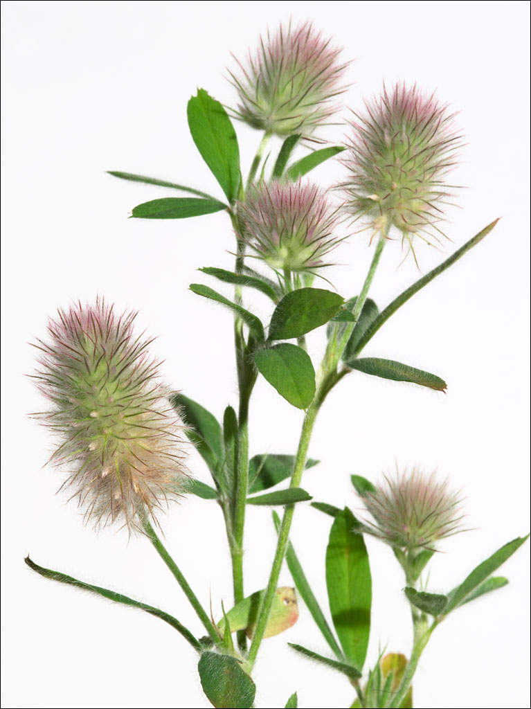 edible_weeds_rabbit_foot_clover