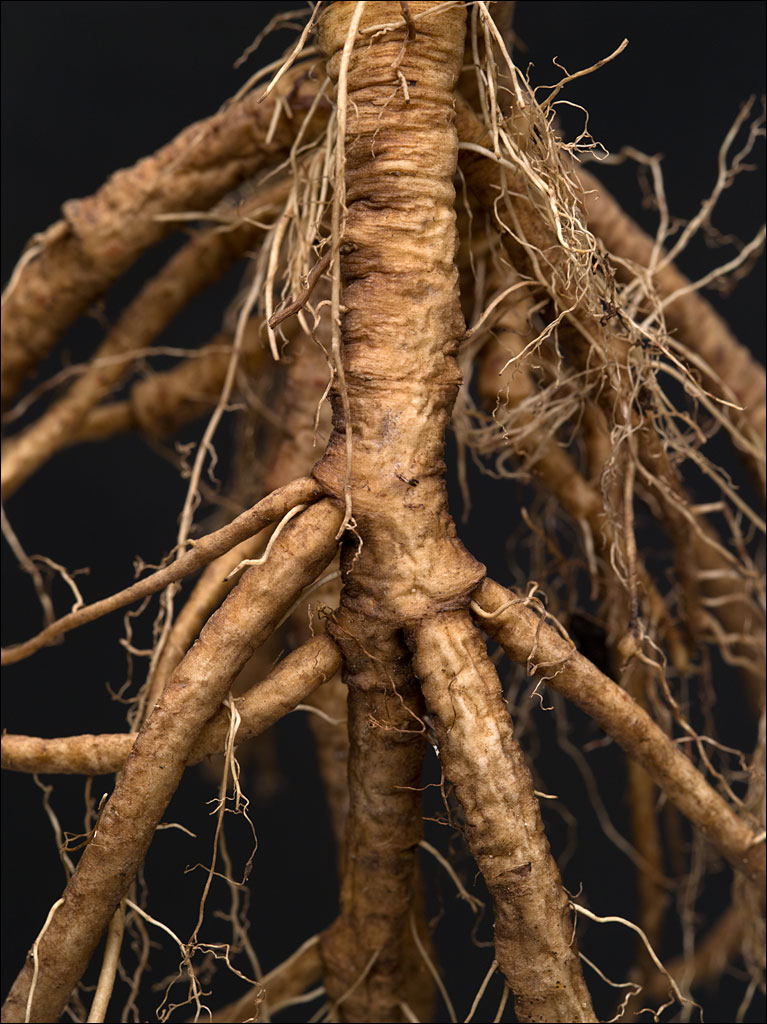 Dandelion Roots And Coffee Hakusan Creation