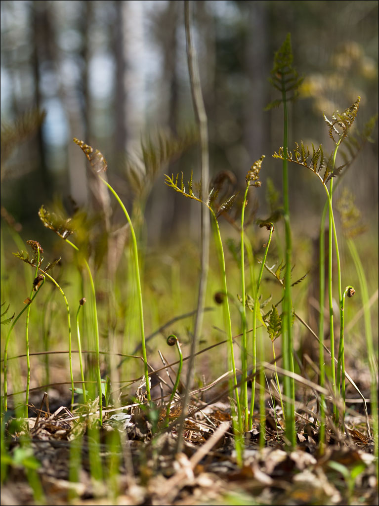 life_in_maine_forest_floor_spring