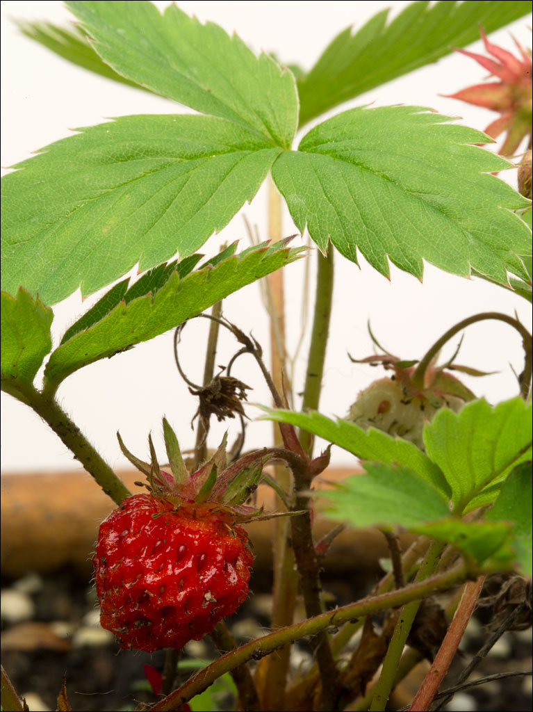 edible_weeds_wild_strawberries