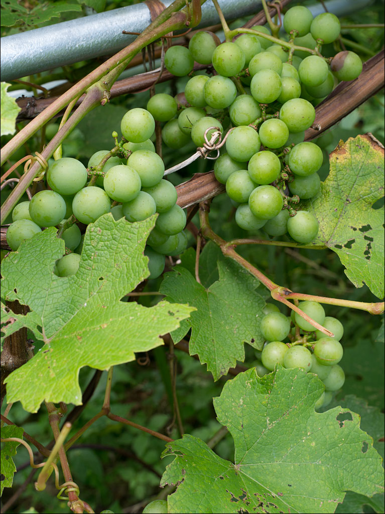 life_in_maine_grape_harvest2