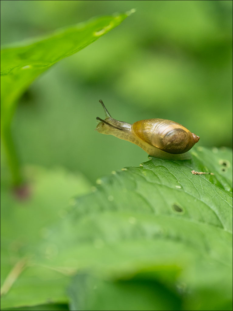 life_in_maine_snails_pace