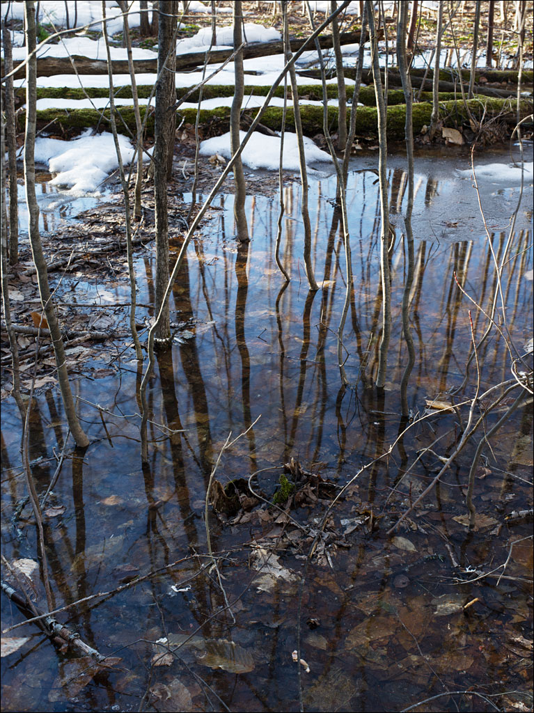 life_in_maine_vernal_pools