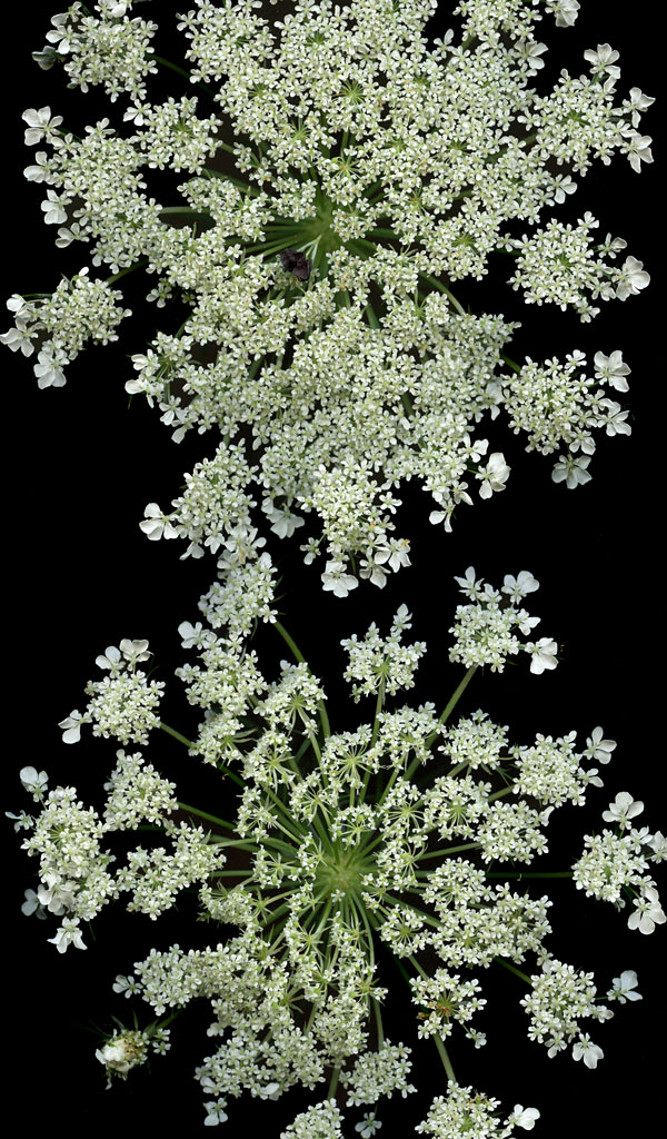edible_weeds_queen_annes_lace_2