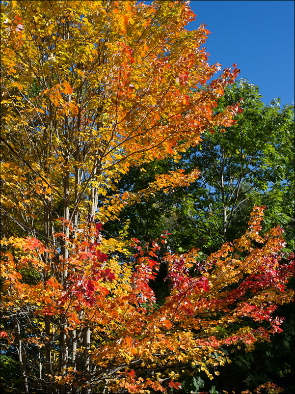 life_in_maine_fall_2015_2