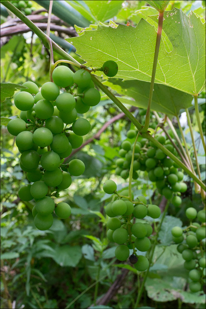 life_in_maine_grapes_2016