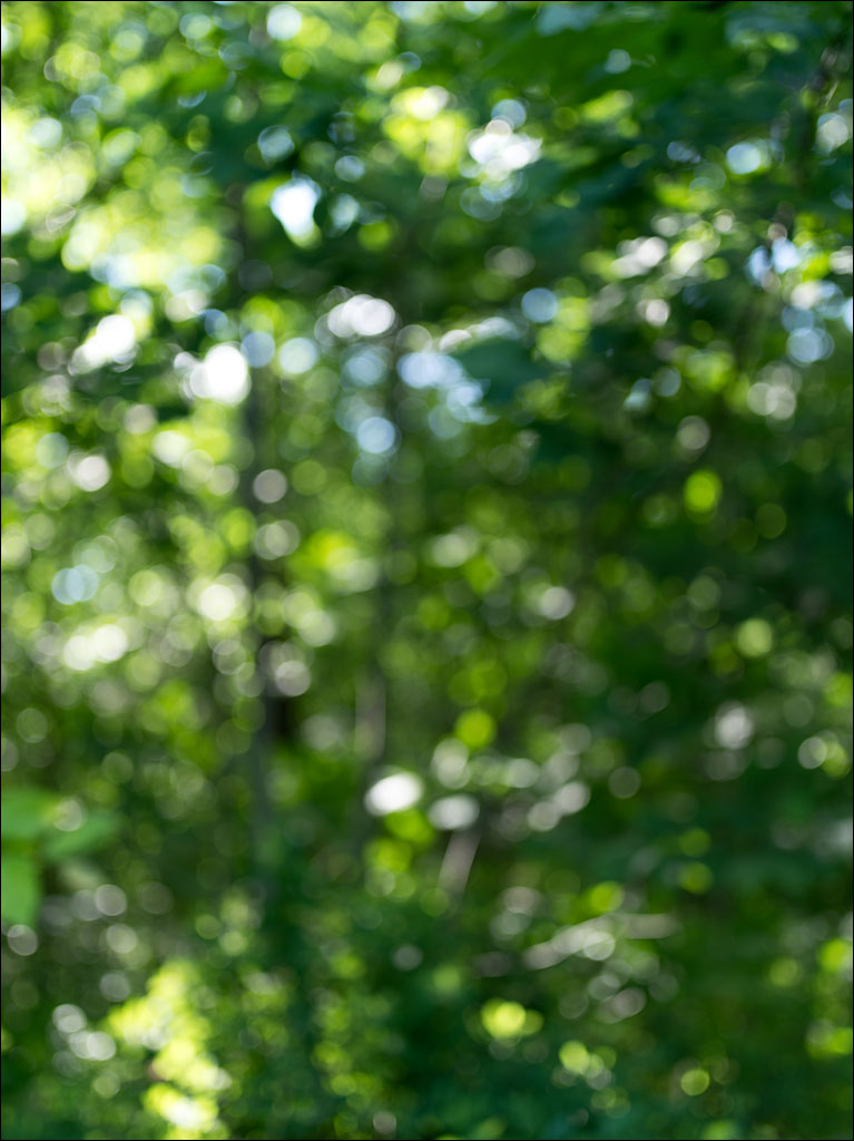 life_in_maine_color_of_summer